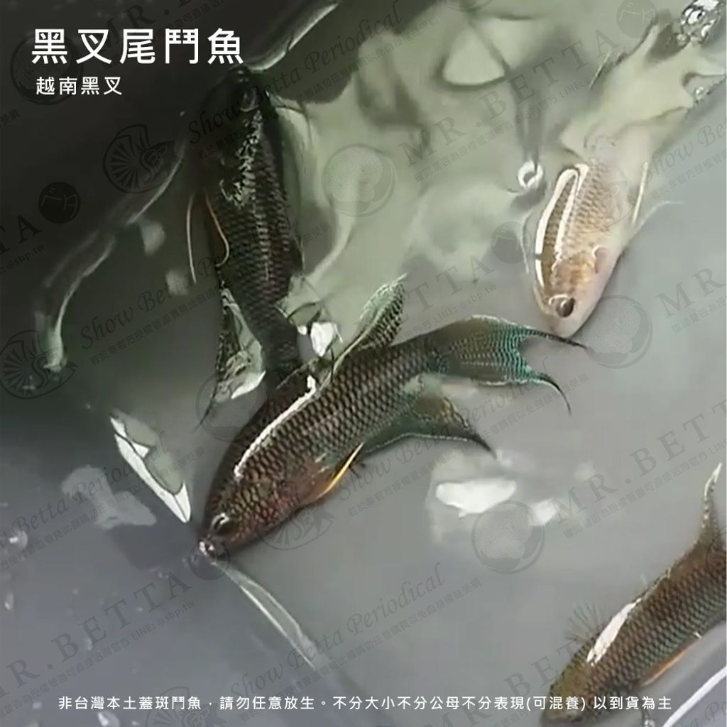 越南黑叉.jpg