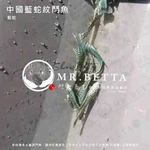 中國藍蛇紋.jpg