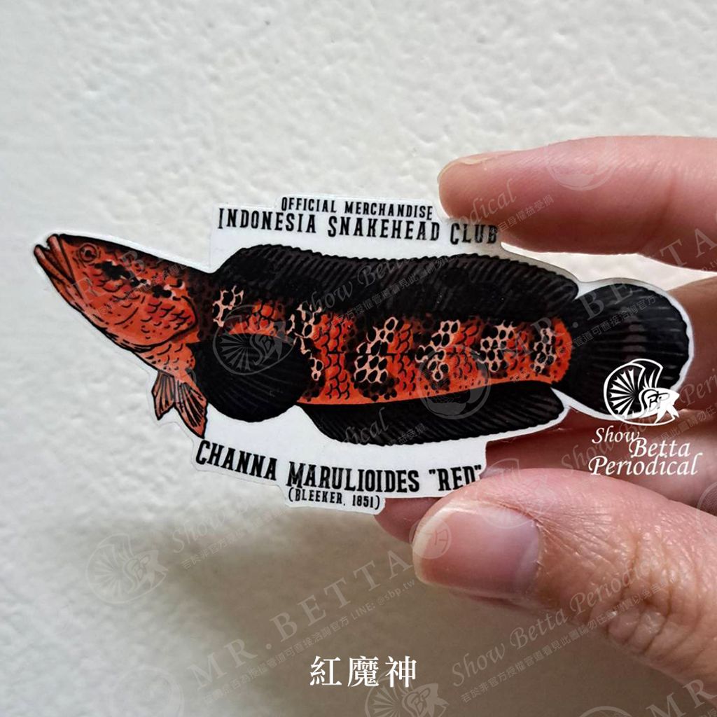 tw-11134207-23020-t0g8kx59dcnv06