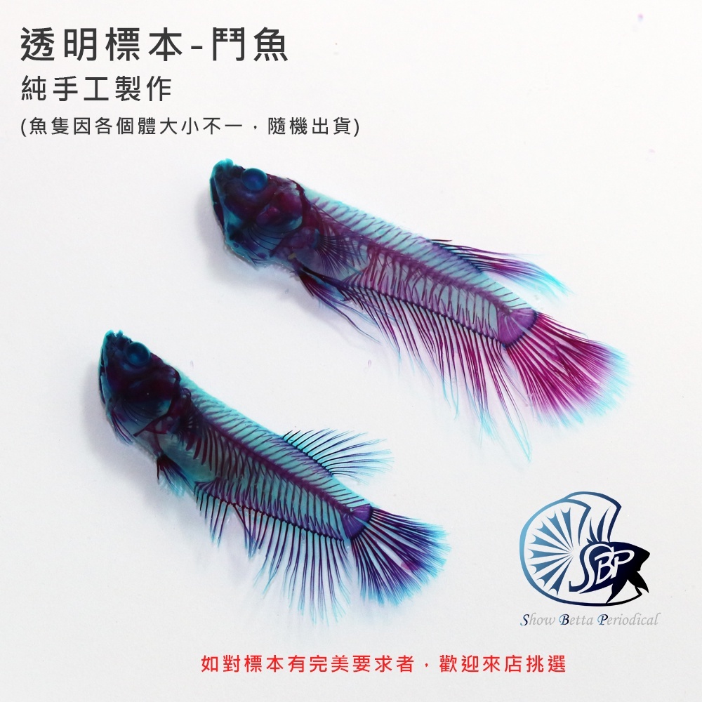 透明魚標本-鬥魚(品系/公母) 隨機出貨☆SBP展鬥期刊☆ 透明魚魚 透明魚標本-鬥魚(品系/公母) 隨機出貨☆SBP展鬥期刊☆ 透明魚魚