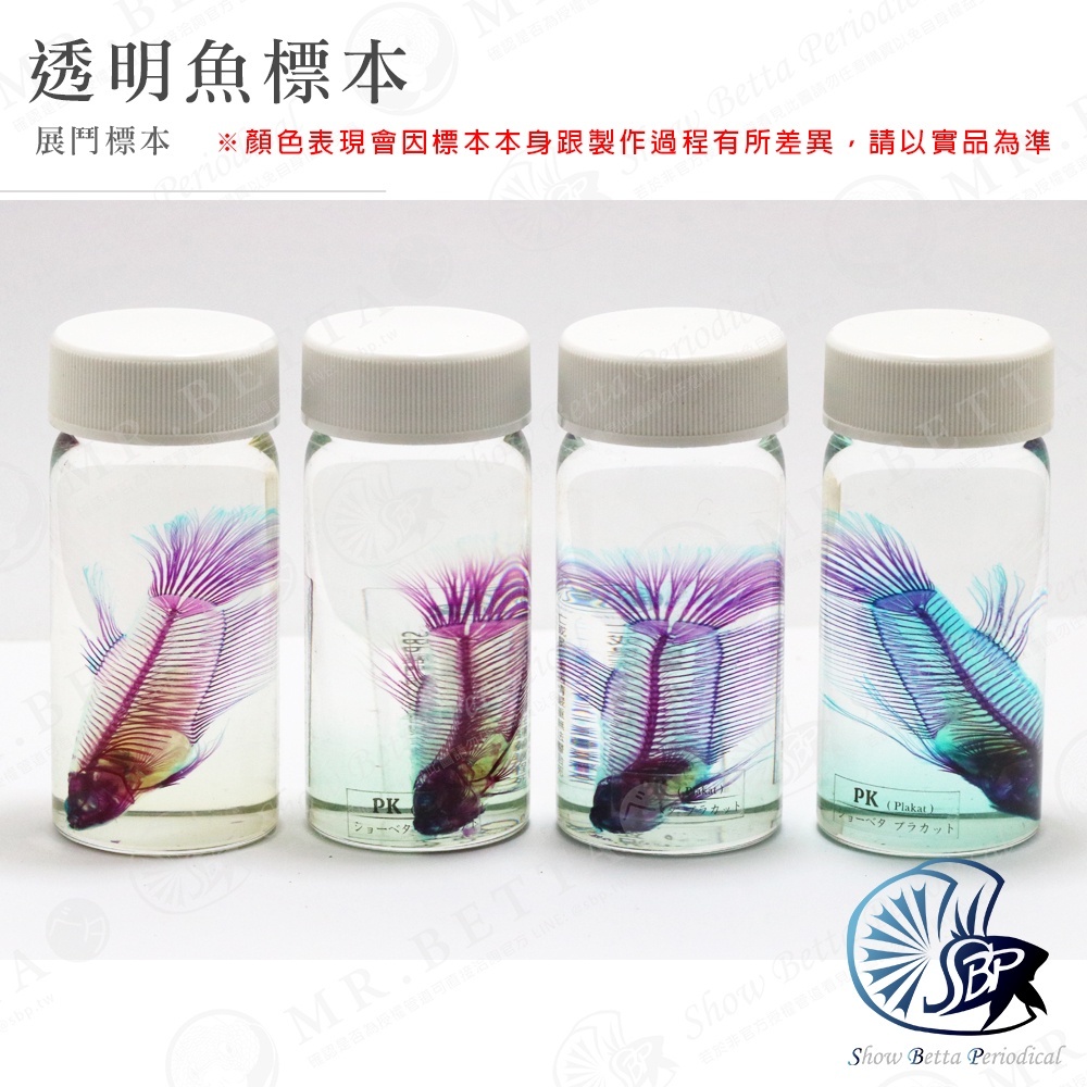 透明魚標本-鬥魚(品系/公母) 隨機出貨☆SBP展鬥期刊☆ 透明魚魚