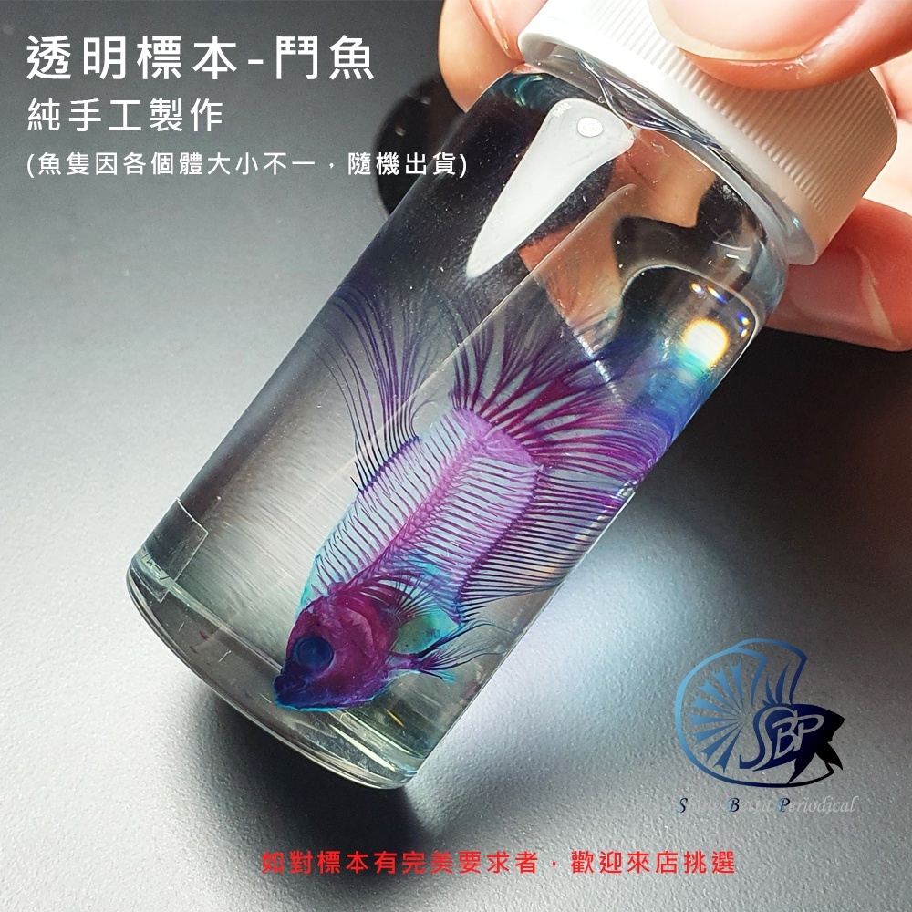 透明魚標本-鬥魚(品系/公母) 隨機出貨☆SBP展鬥期刊☆ 透明魚魚 透明魚標本-鬥魚(品系/公母) 隨機出貨☆SBP展鬥期刊☆ 透明魚魚