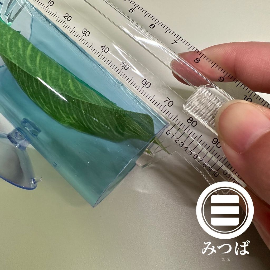 BAND_MR.BETTA 台北市迷鰓魚專賣店 - 展示級鬥魚 _ 展鬥 _ 原鬥 _ 雷龍 _ 其他魚種_2024-07-12-223856
