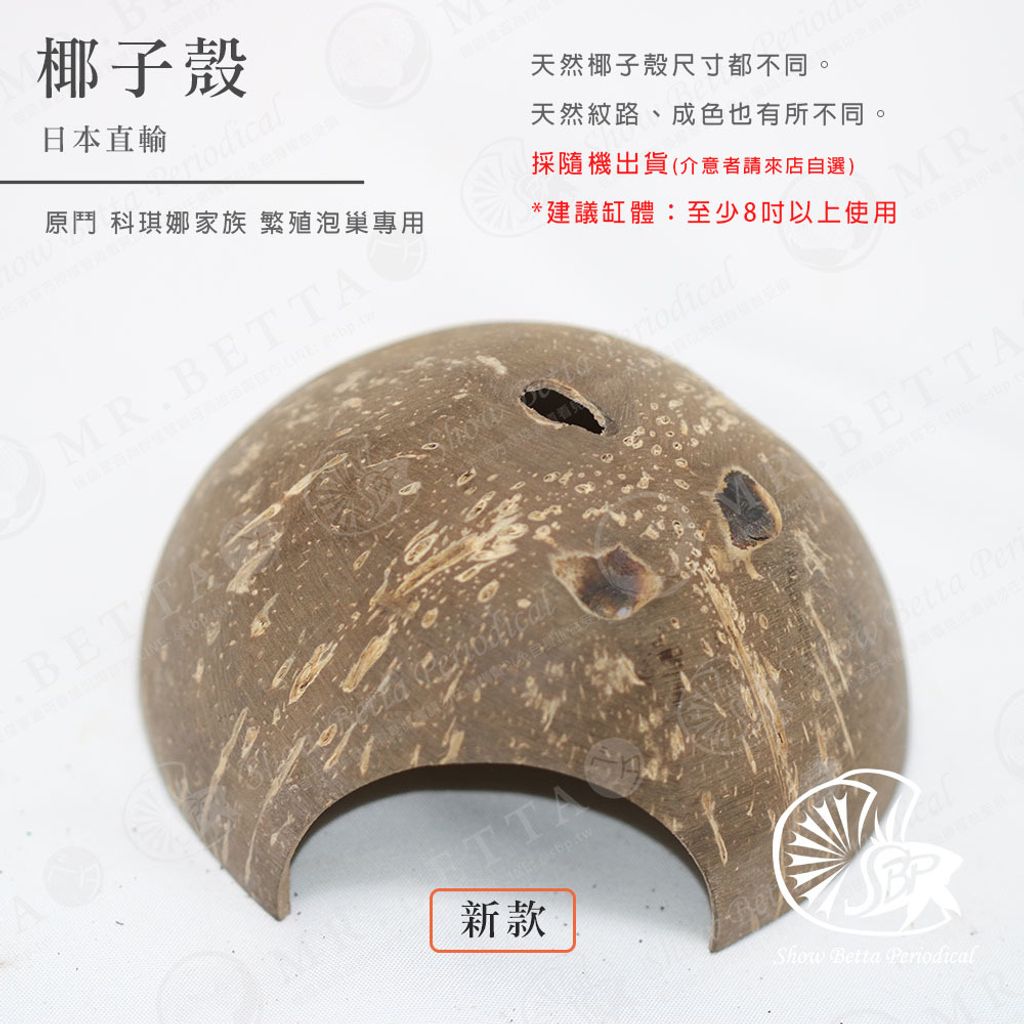 BAND-商品-2024-1