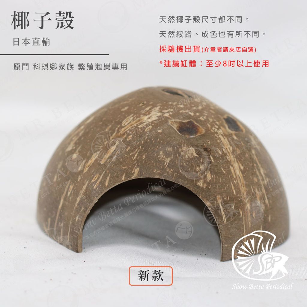 BAND-商品-2024