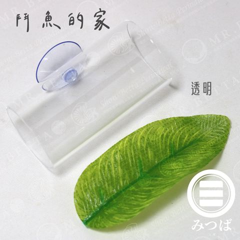 BAND-鬥魚的家