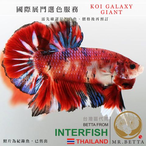 KOI GALAXY GIANT PK.jpg