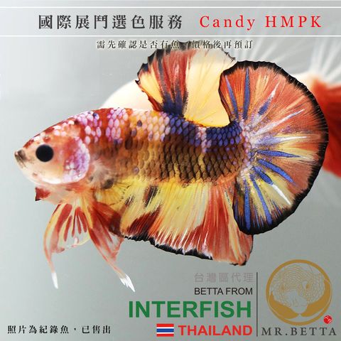 Candy HMPK.jpg