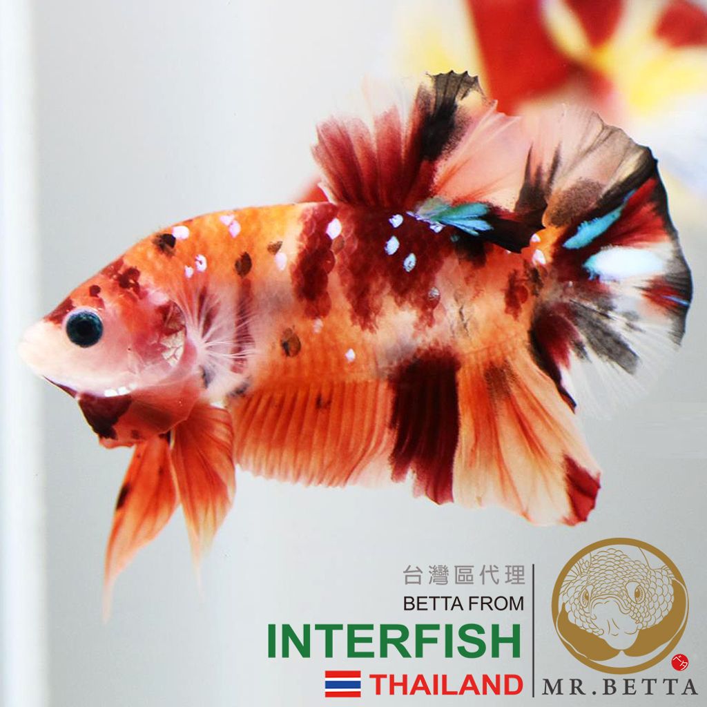 糖果 HMPK - 1 500 800.jpg