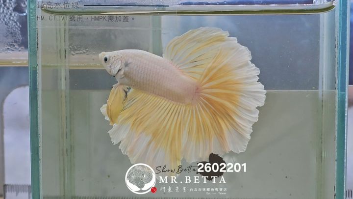 20260220_033936