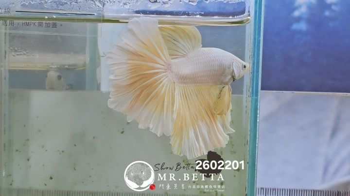20260220_033936(1)
