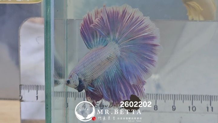 20260220_034158