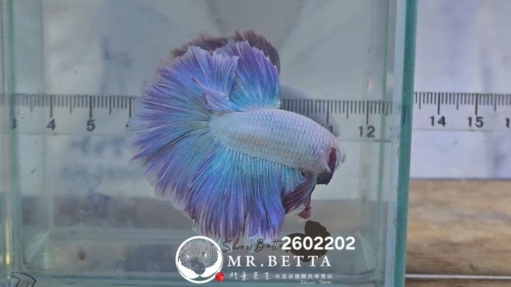 20260220_034158(1)