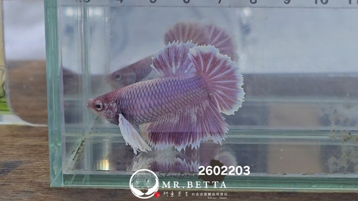 20260220_034601(1)