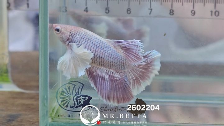 20260220_034753
