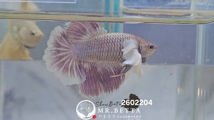 20260220_034753(1)