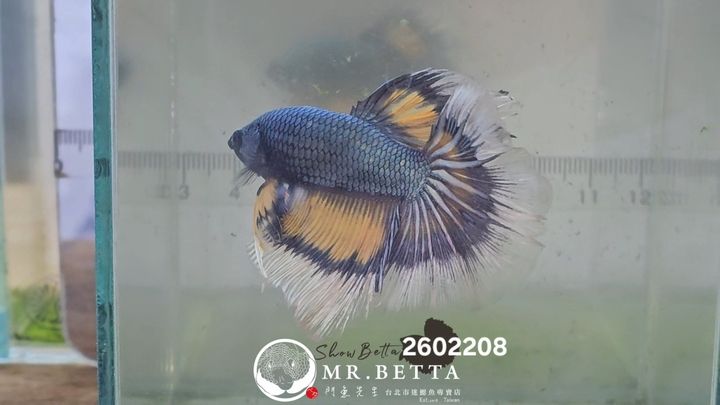 20260220_035628(1)