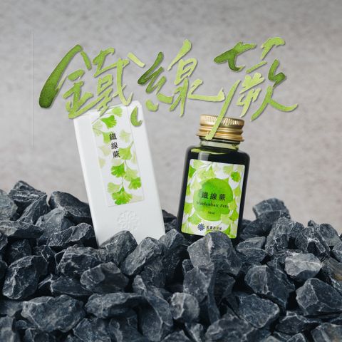 Lennon - Maidenhair Fern鐵線蕨