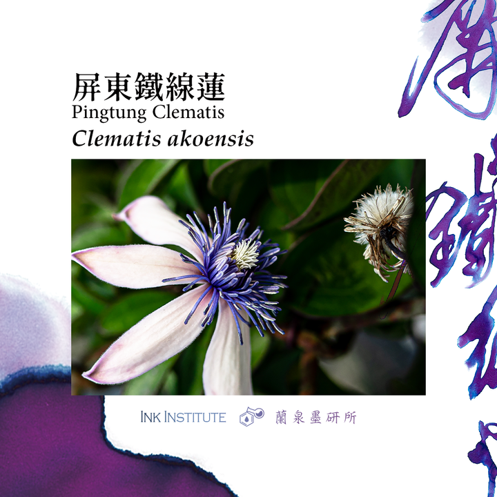 蘭泉墨研所 - 屏東鐵線蓮 30ml 鋼筆墨水  - 2