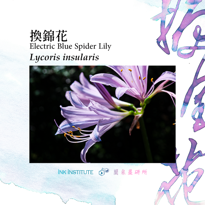 蘭泉墨研所 - 換錦花 30ml 鋼筆墨水  - 2