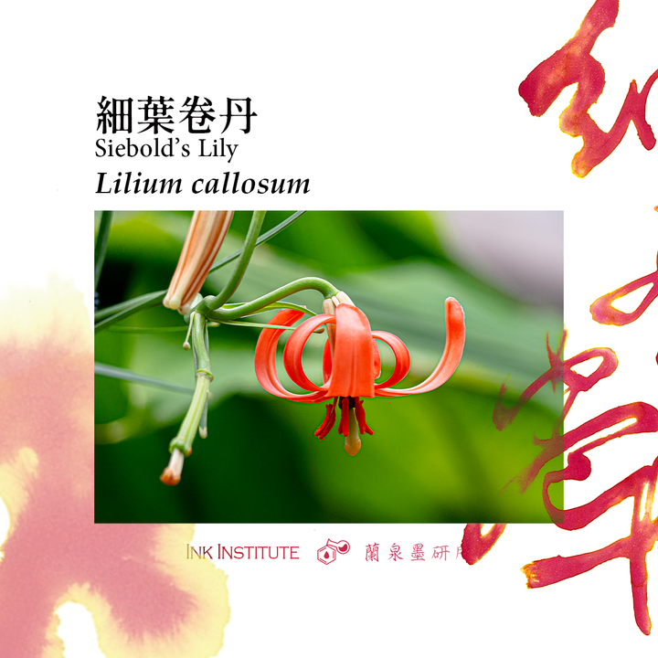 蘭泉墨研所 - 細葉卷丹 30ml 鋼筆墨水  - 2