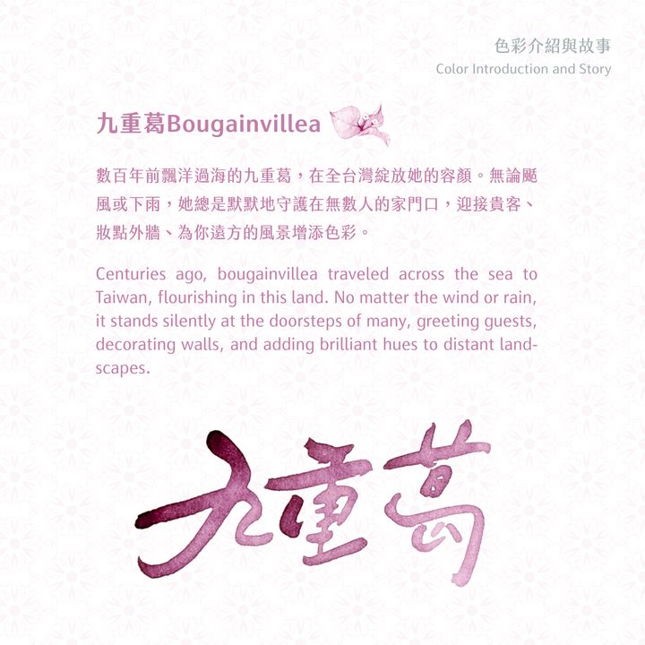 藍濃道具屋 - 九重葛 Bougainvillea - 2025 媠甲有春vol.3 鋼筆墨水 - 2