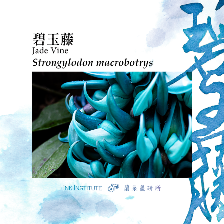 蘭泉墨研所 - 碧玉藤 30ml 鋼筆墨水  - 2