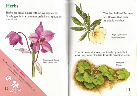 flowers 10.jpg