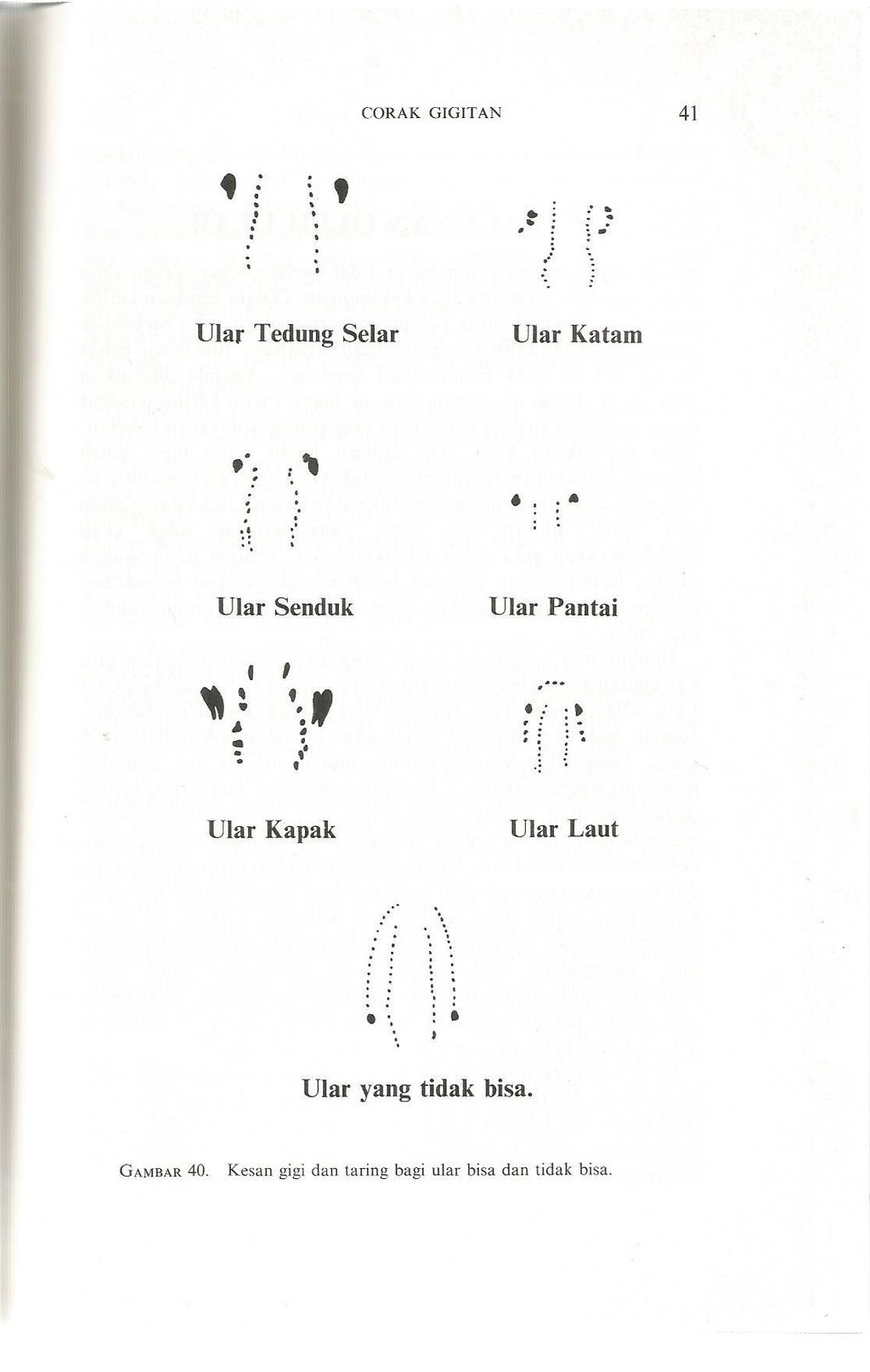 ular 1.jpg