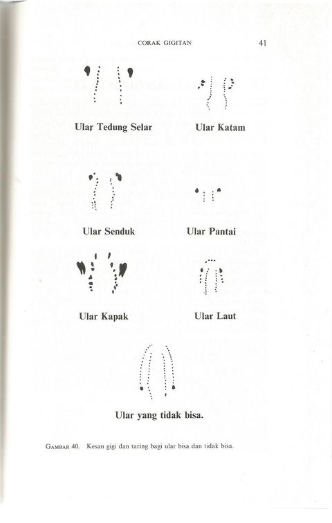 ular 1.jpg