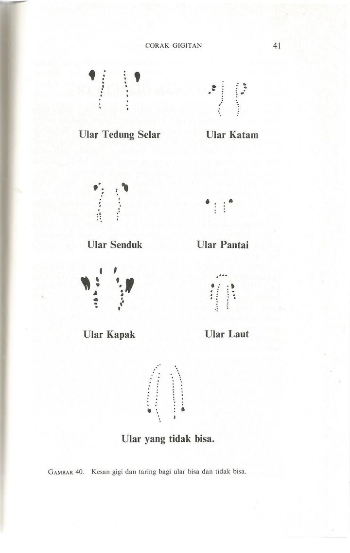 ular 1.jpg