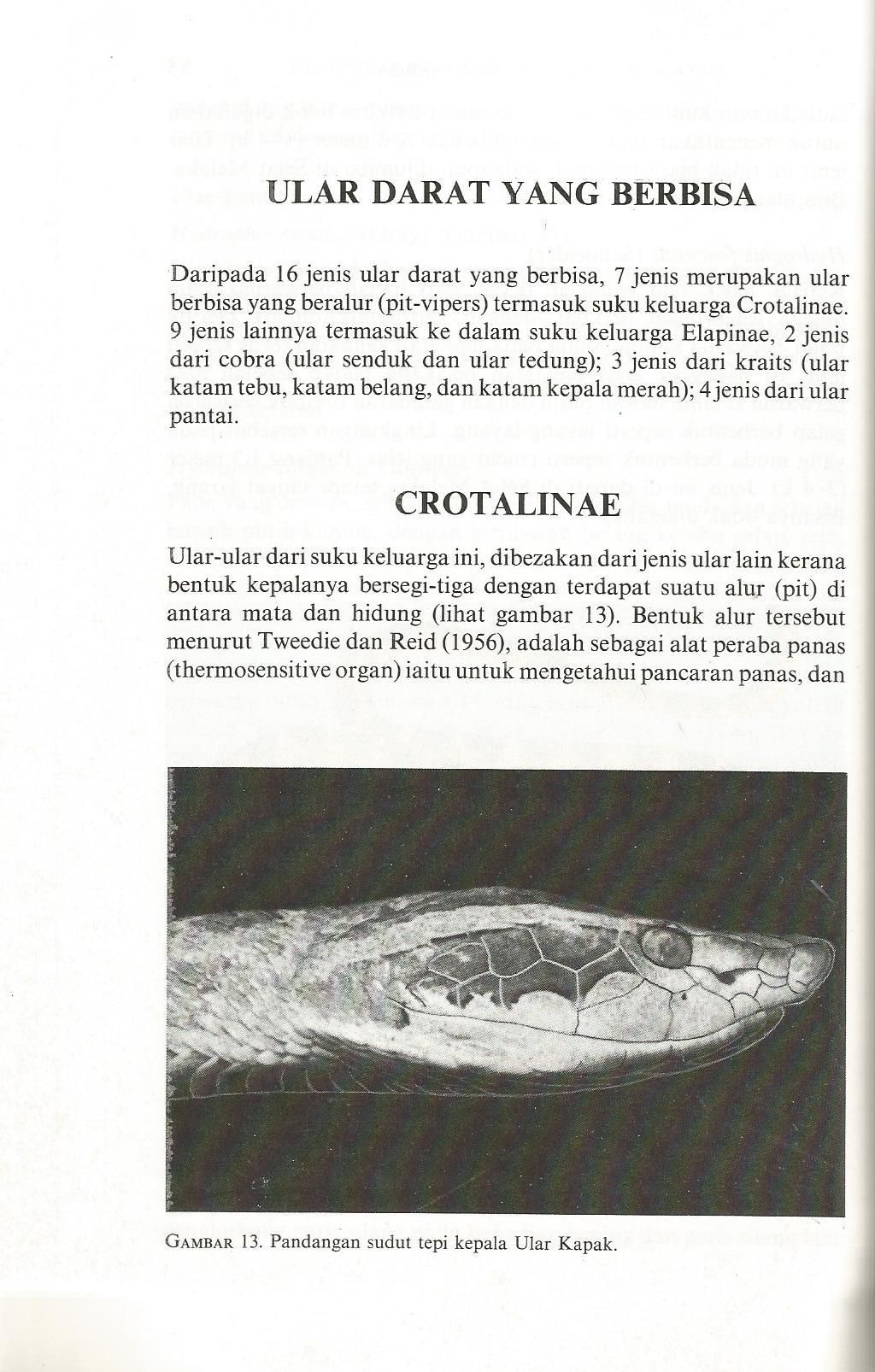 ular 3.jpg