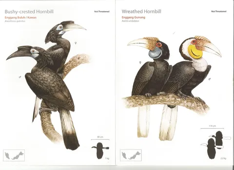 hornbill 1.jpg