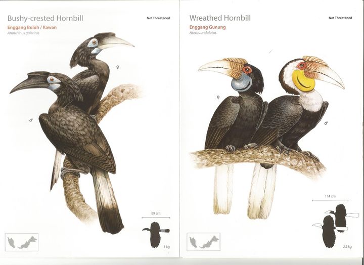 hornbill 1.jpg