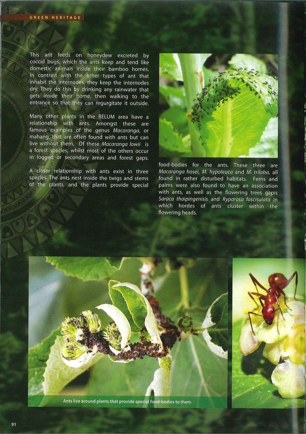 BELUM(page inside 1).jpg