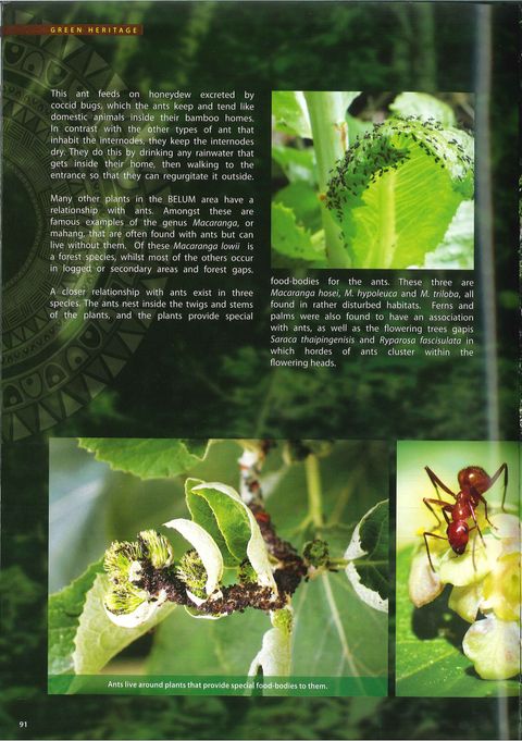 BELUM(page inside 1).jpg