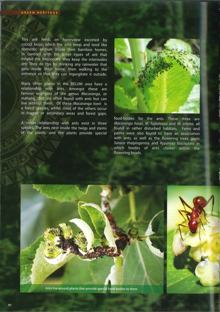 BELUM(page inside 1).jpg