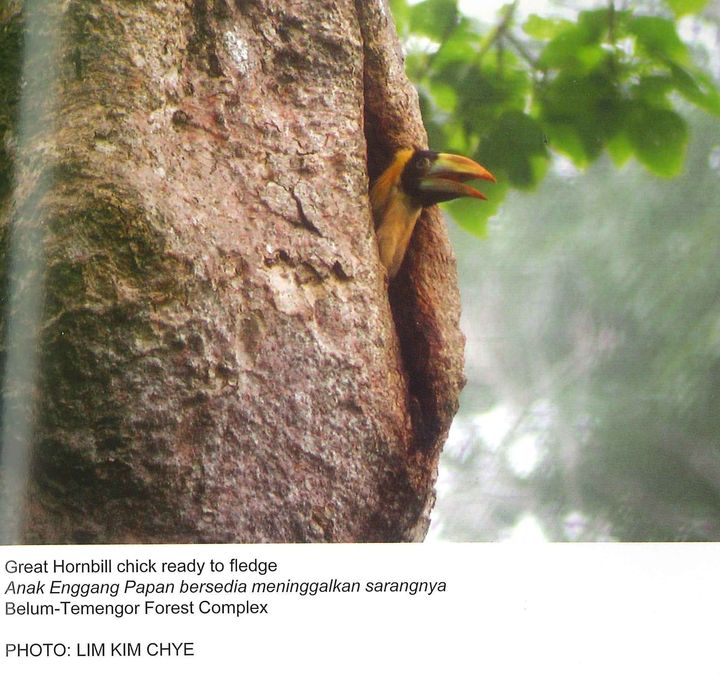 hornbill inside 1.jpg
