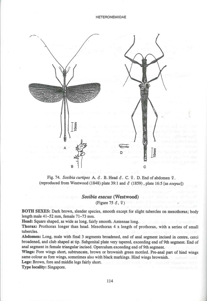 stick n leaf inside 1.jpg