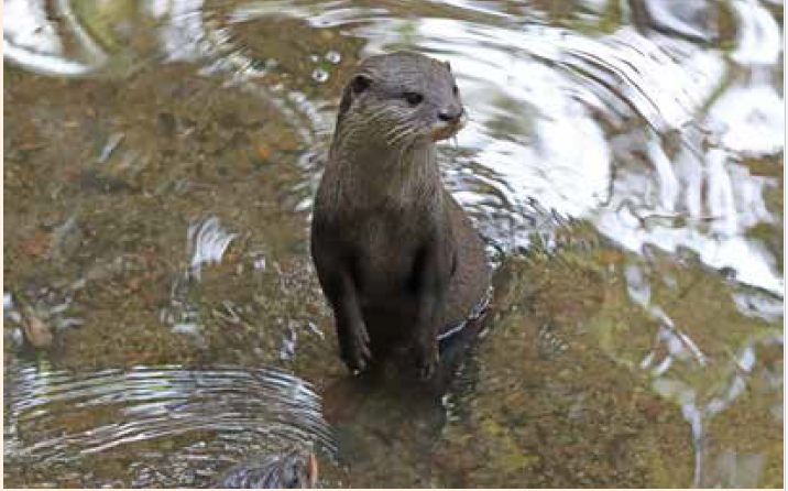 Smooth Otter