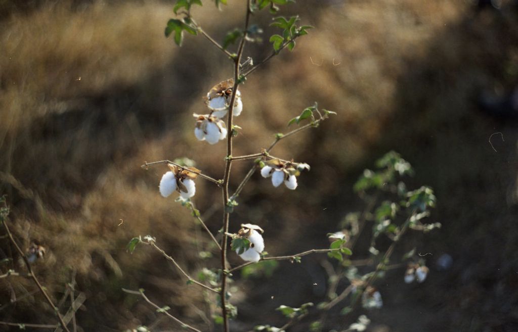 COTTON-DRY.jpg