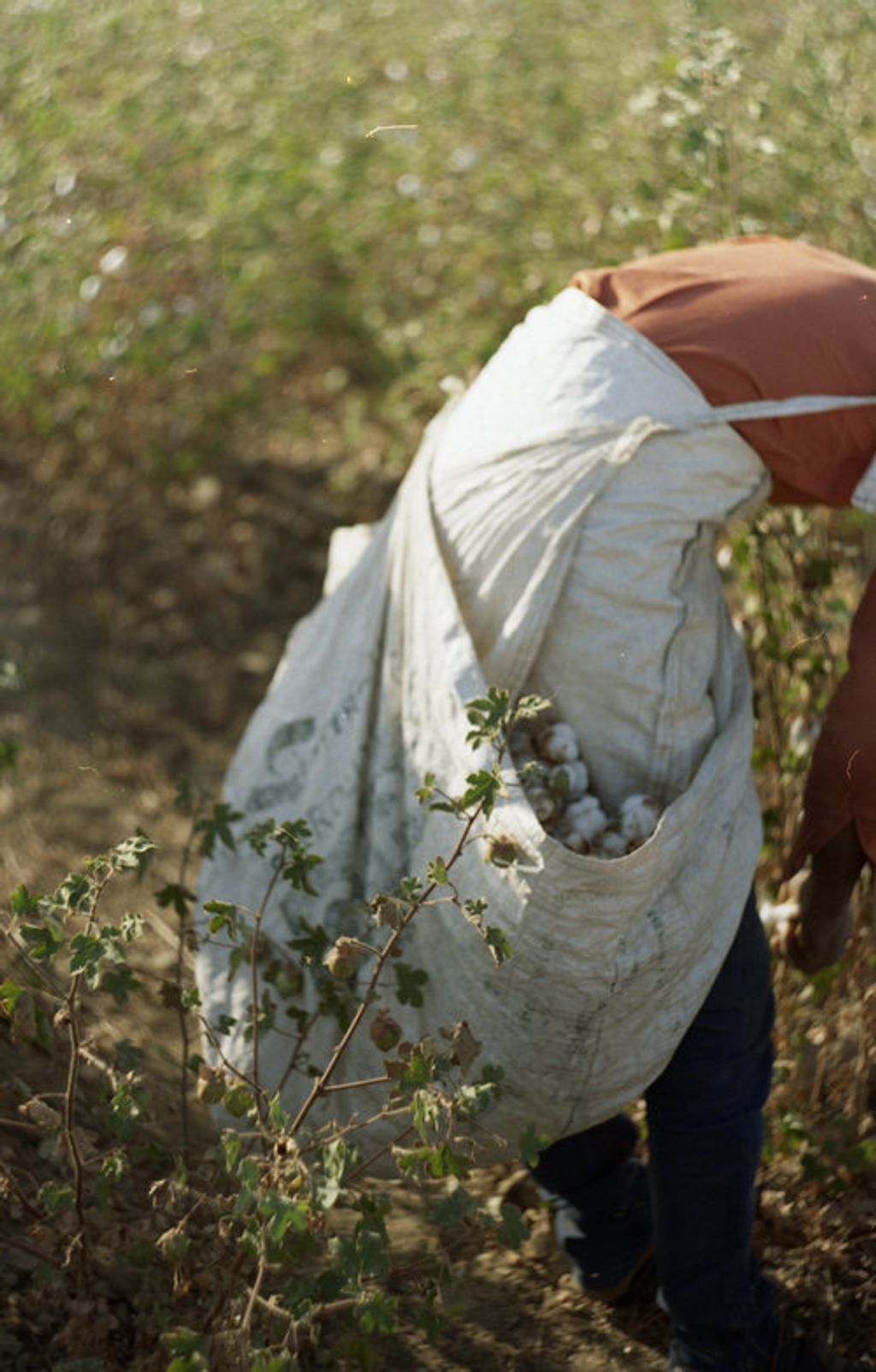 Cotton+Picker-1.jpg