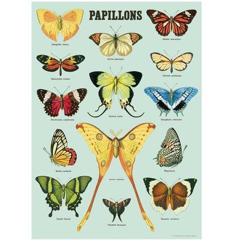 Papillons Wrap.jpg