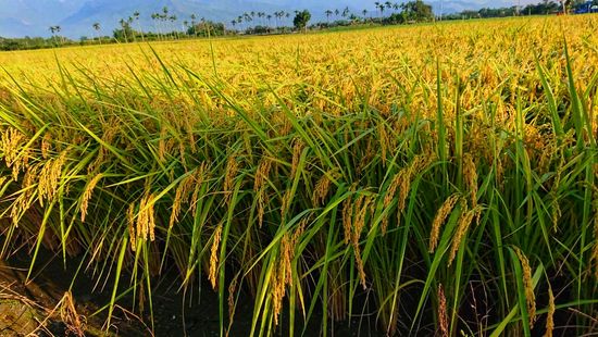  | 金良米農產行