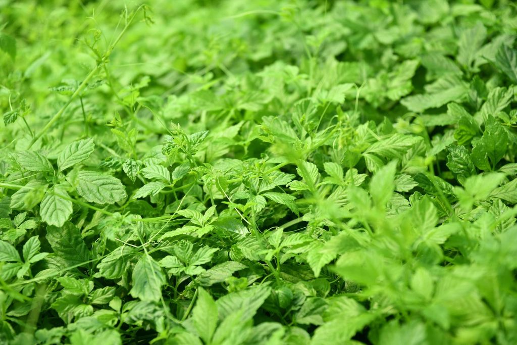 七葉膽近照-scaled