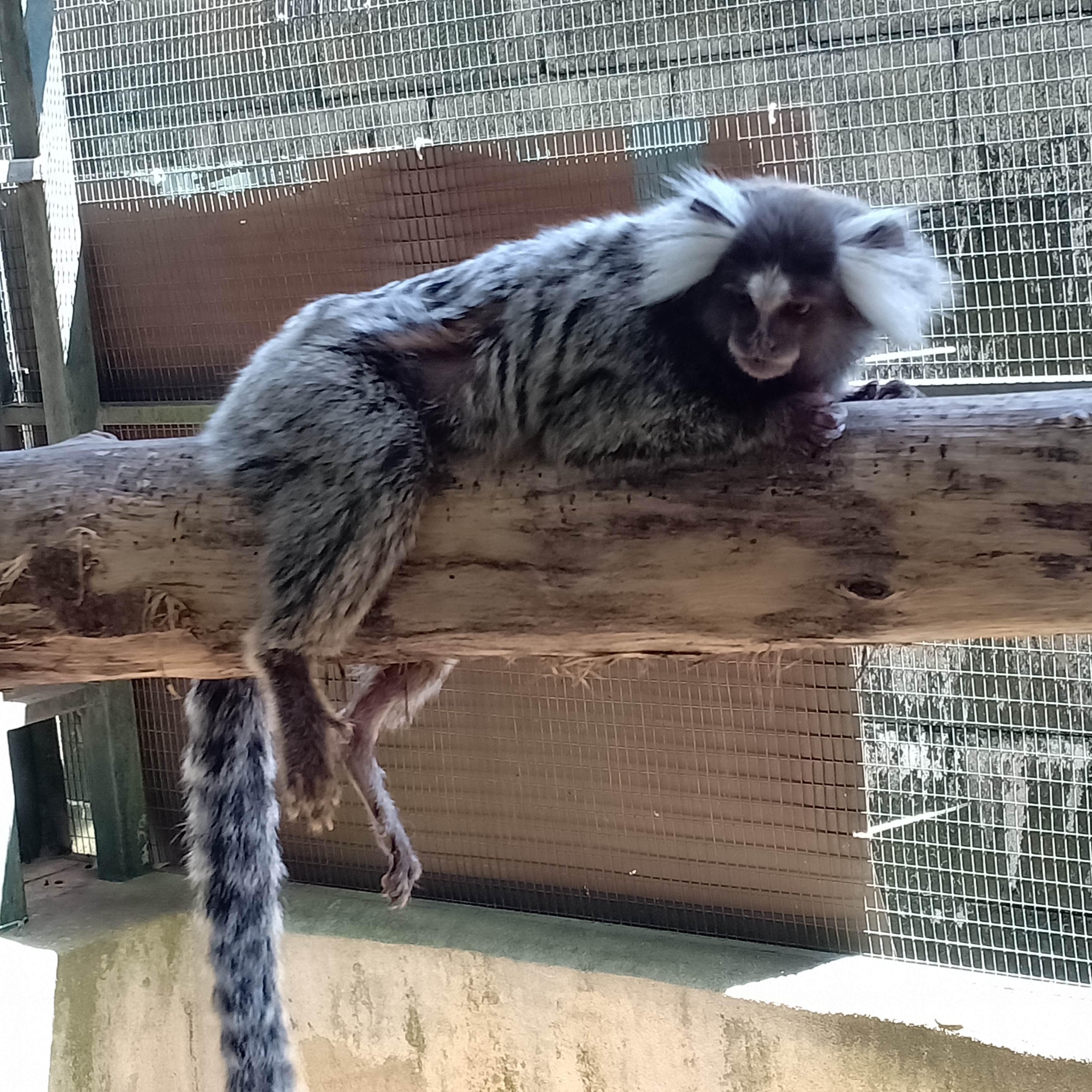 Muhsin Kids at Farm in the City Marmoset