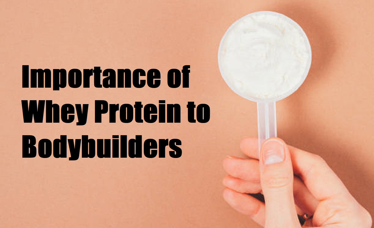 Importance of Whey Protein to Bodybuilders