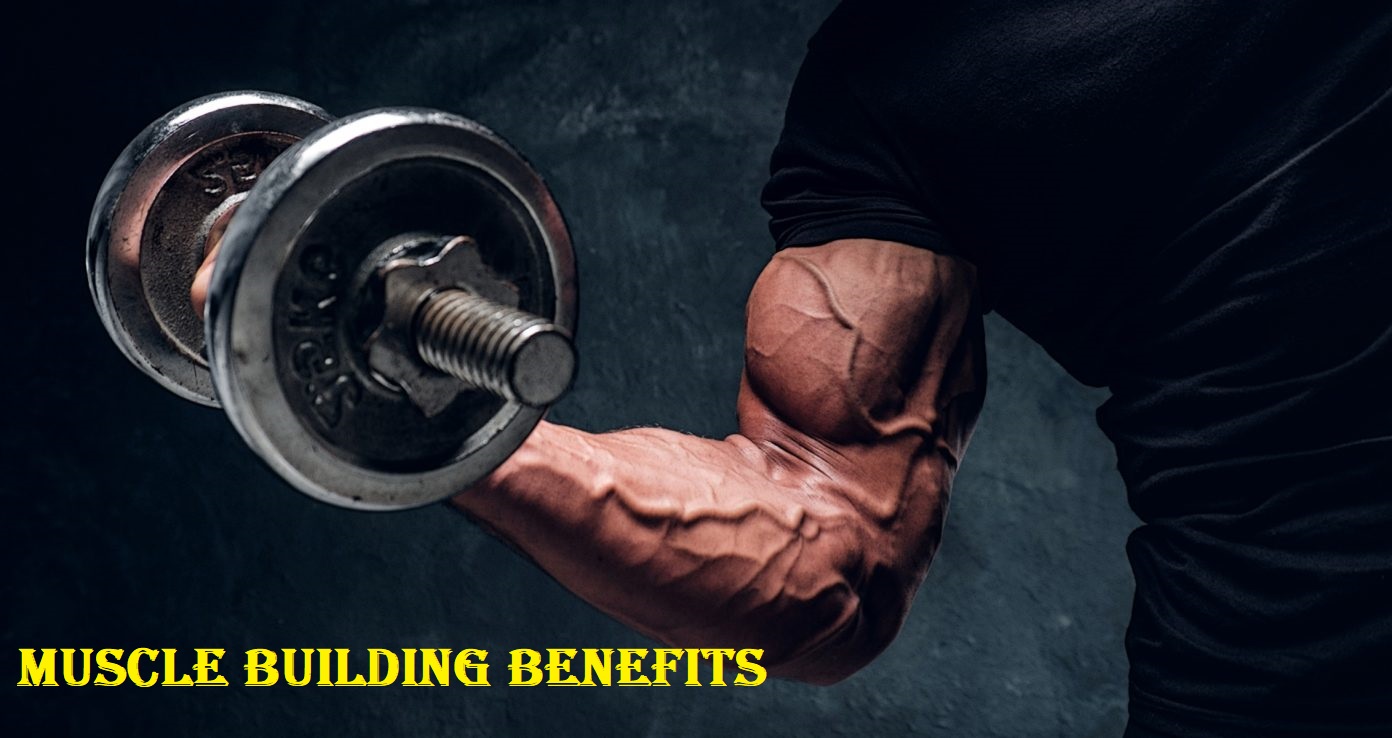 Muscle Building Benefits