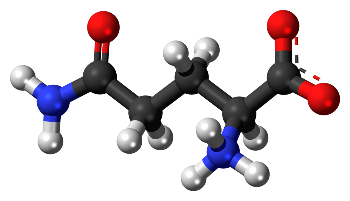 Understanding Glutamine and how it Affects your Health