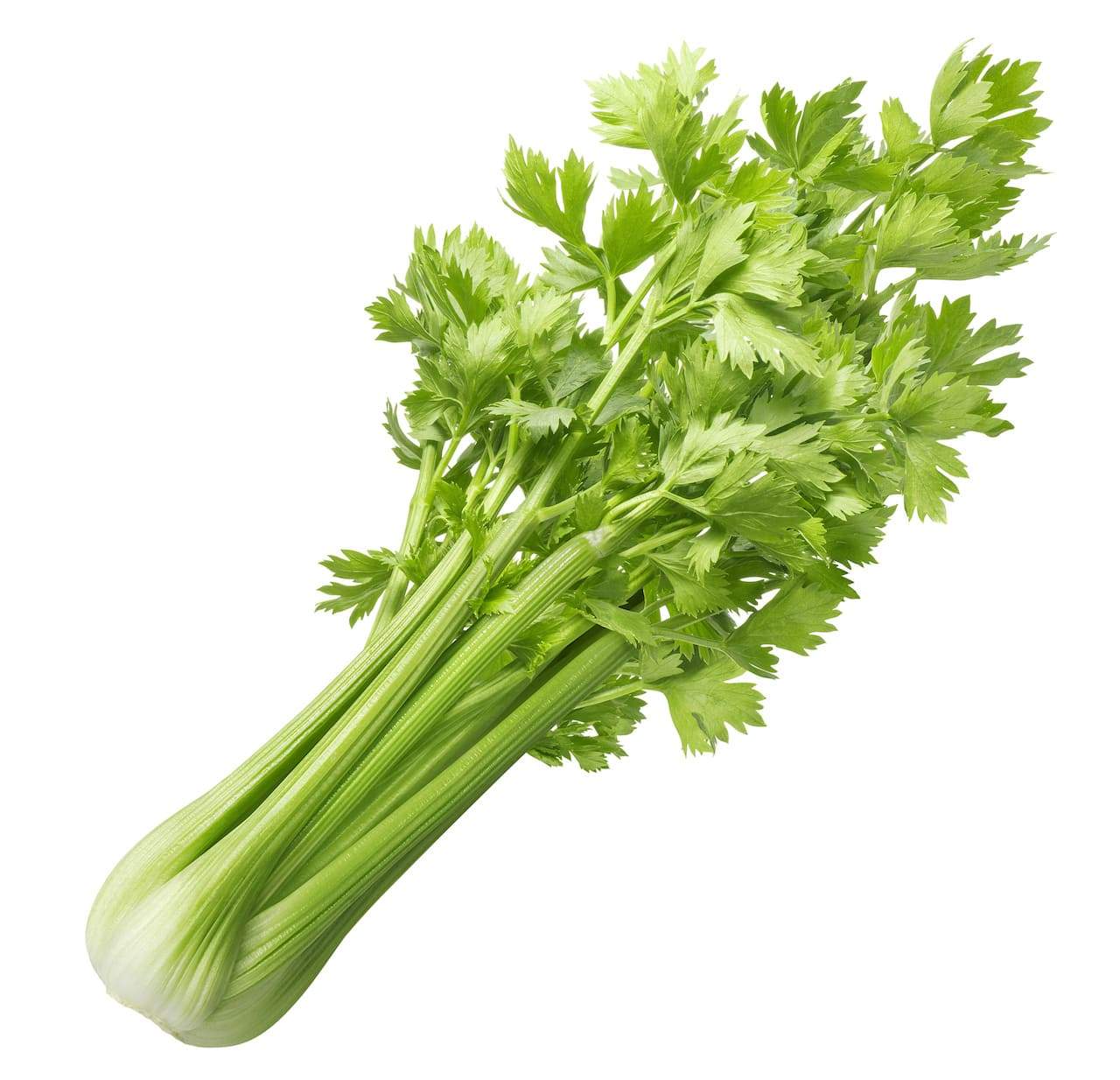 Celery.jpg Celery.jpg